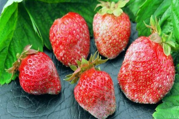 strawberry disease