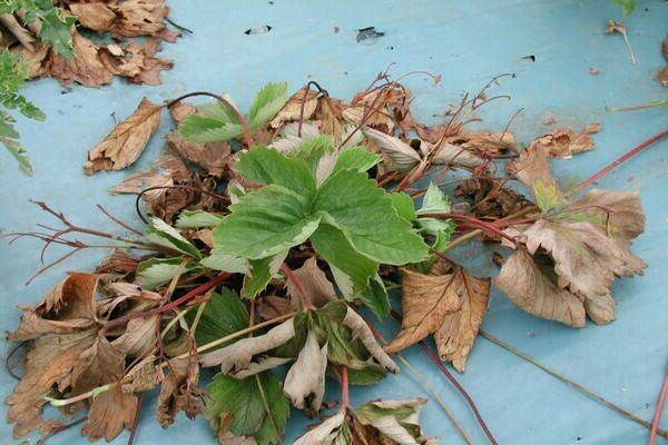 strawberry disease pictures
