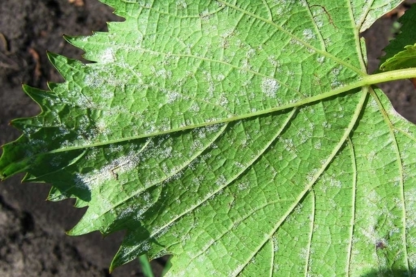 Les maladies du raisin