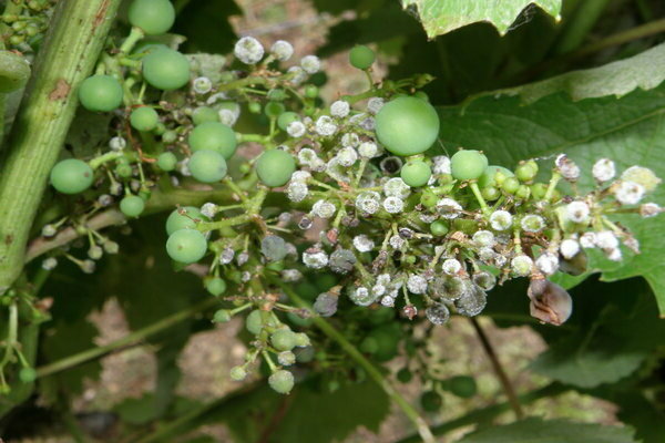 foto della malattia dell'uva