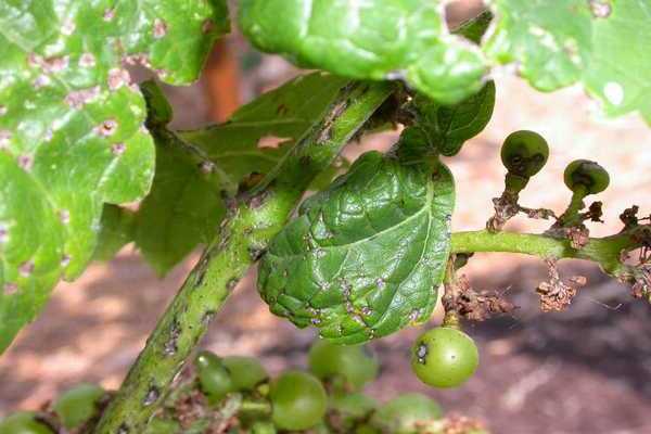 paggamot sa paglalarawan ng sakit sa ubas