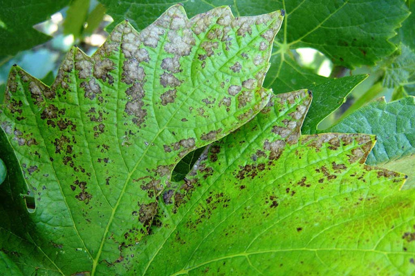 maladies du raisin