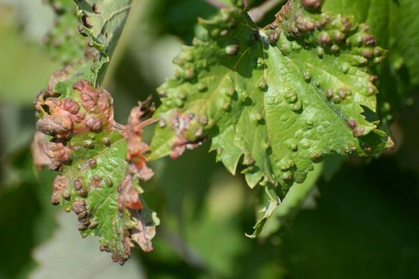 trattamento della descrizione della malattia dell'uva