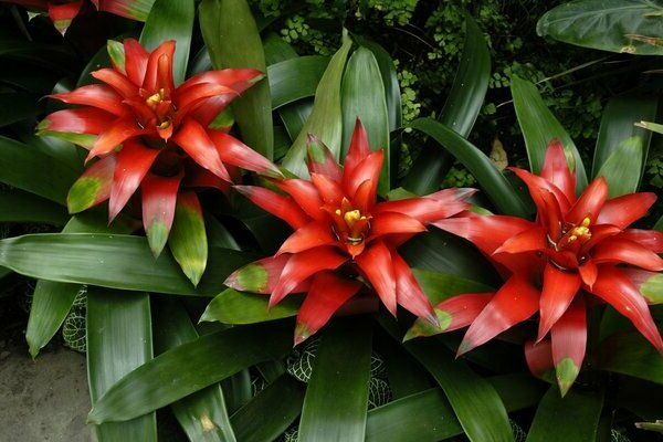 bromeliadpleie