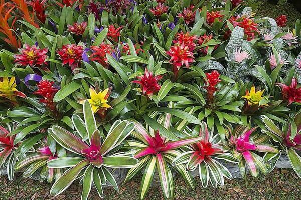 cây trồng trong nhà bromeliad