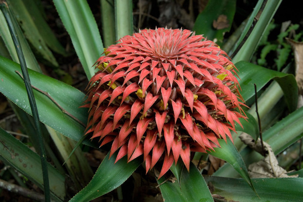 mga larawan ng bromeliad