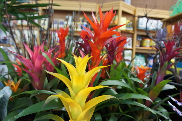 penjagaan bromeliad