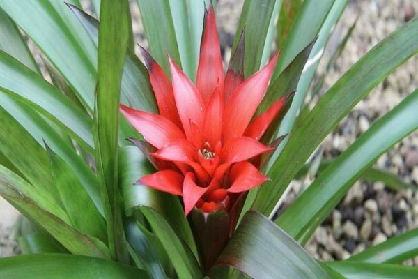 bromeliads