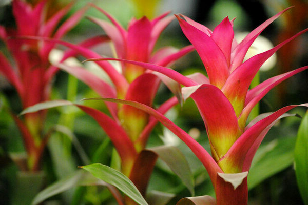 rośliny doniczkowe bromeliad