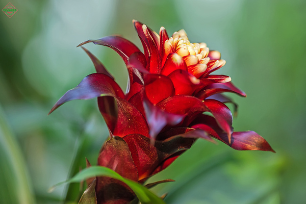 gambar bromeliad