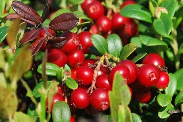 Lingonberry hage