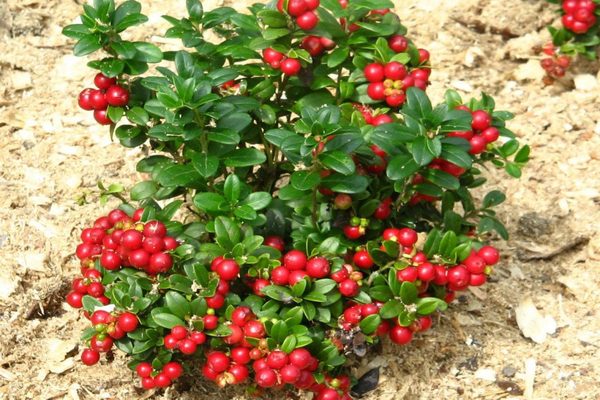 penanaman kebun lingonberry