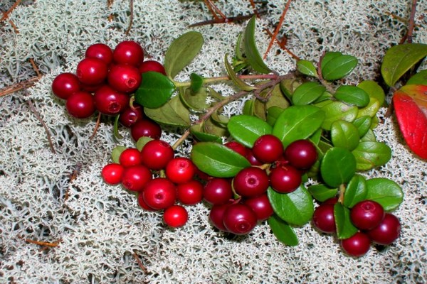 taman lingonberry