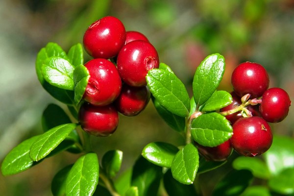 lingonberry garden photo