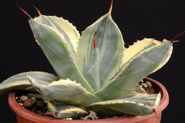 agave plante bilde