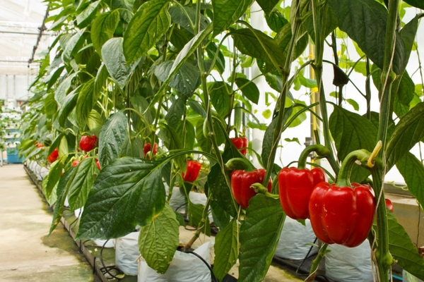 pagpapakain ng mga peppers sa greenhouse