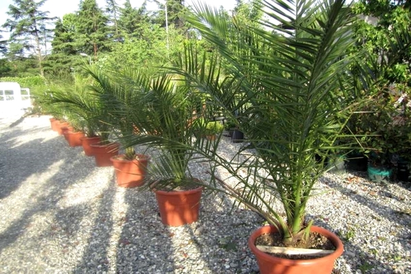pokok palma
