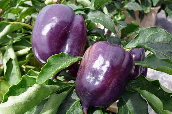 Purple pepper