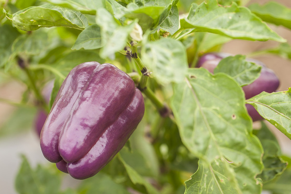 purple pepper varieties