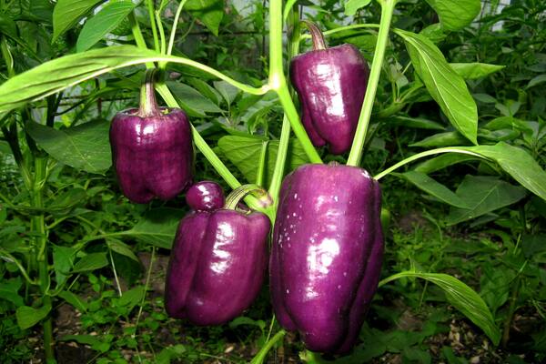 purple pepper photo