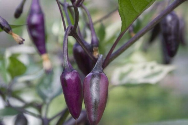 variétés de poivrons violets