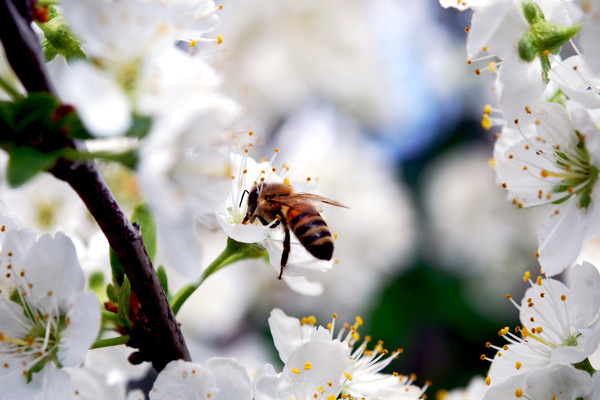 harmonie de la nature nourriture pour les abeilles