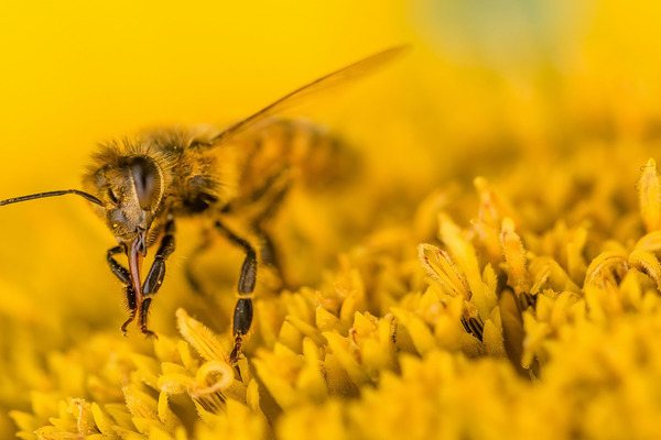 harmony of nature bee food instruction