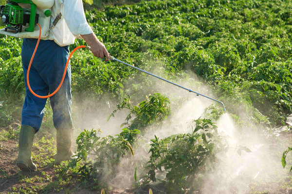 Hướng dẫn sử dụng thuốc diệt cỏ Zencor cho khoai tây