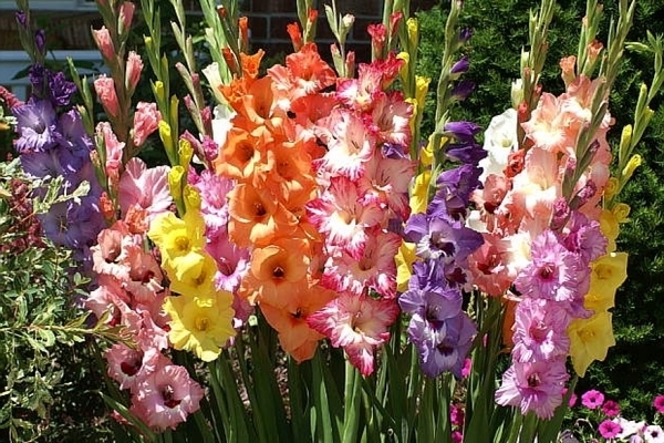 kedalaman penanaman gladioli