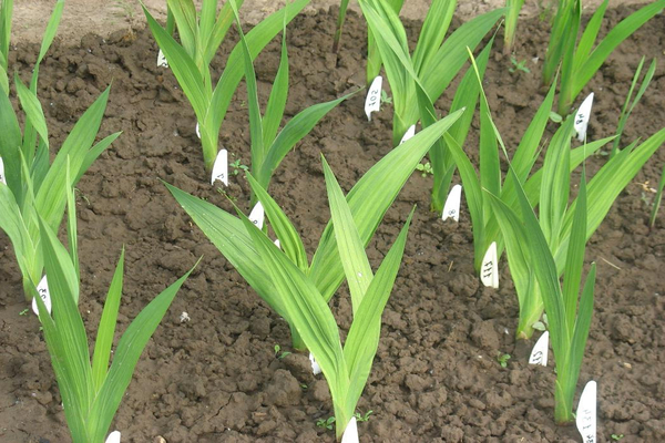 mentol penanaman gladioli