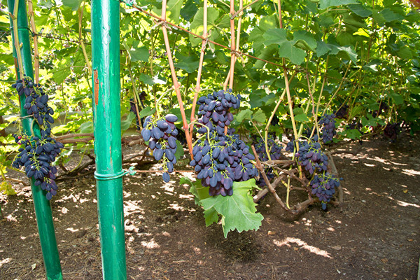 stādot vīnogas