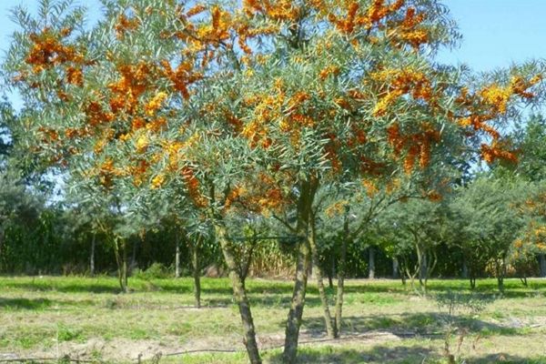 Conditions for planting and caring for sea buckthorn