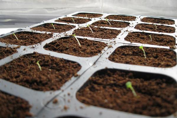 Danger to seedlings when growing petunias