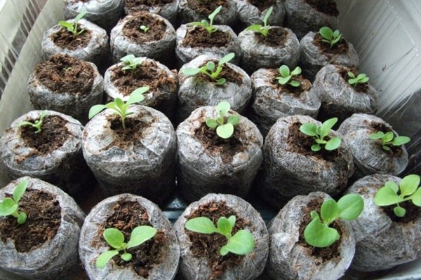 زراعة زهور البتونيا في أقراص