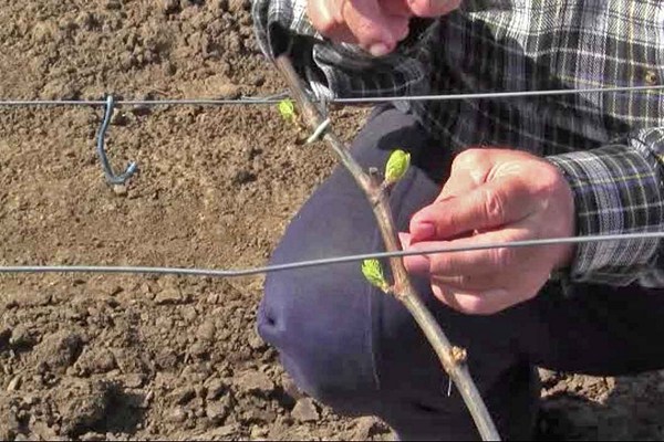 Choisir une variété pour planter du raisin