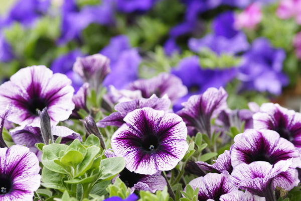 Conditions for the growth of petunia seedlings