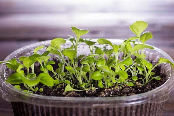 How to properly grow Petunia from seeds and when to plant a plant