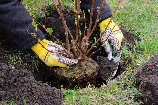 when is the best time to replant trees