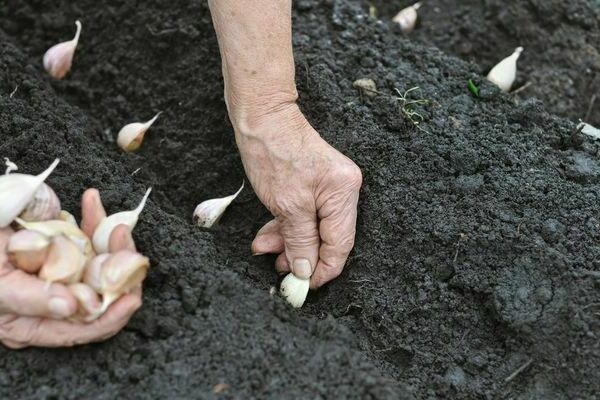 Cara menanam bawang putih