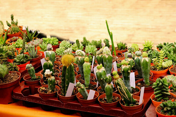 Kaktus dan succulents