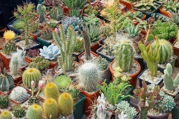cactussen en vetplanten foto's