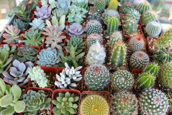 nomi di cactus e piante grasse