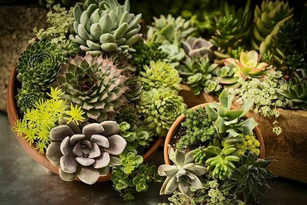 tipi di cactus succulenti