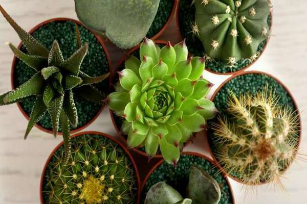 cactussen en vetplanten