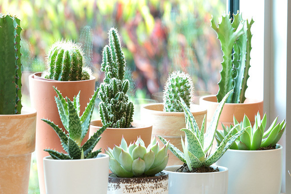 namen van cactussen en vetplanten