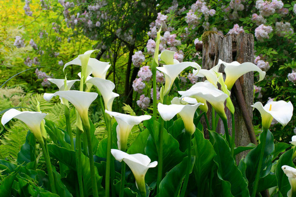 Culture de lys calla