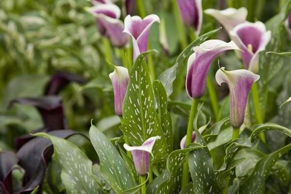 pag-aalaga at paglilinang ng mga calla lily