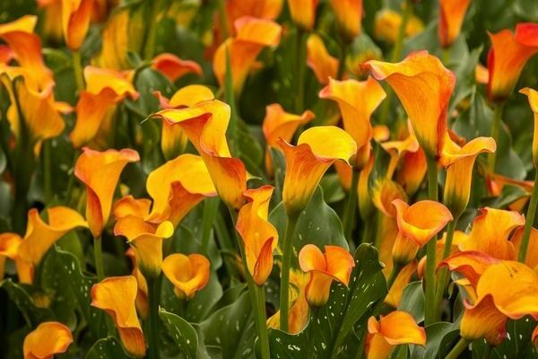 lumalagong mga calla lily sa bukas na bukid