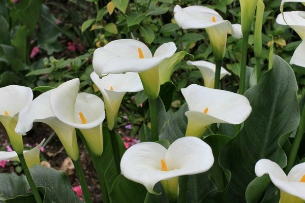 tumbuh teratai calla di rumah