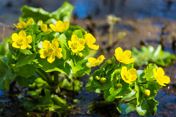 foto di calendula